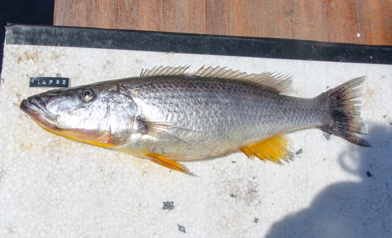 Rhamphochromis woodi 'South East Arm'